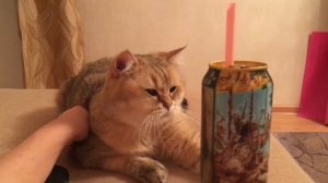 Британская золотая шиншилла Лёва 7