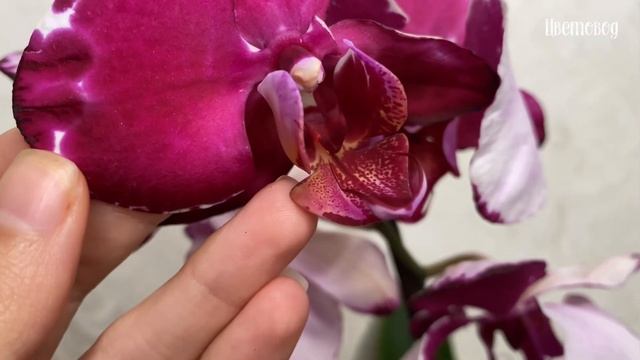 Новинка в коллекции орхидей. Сорт Frosty или Мальвина. смотреть онлайн