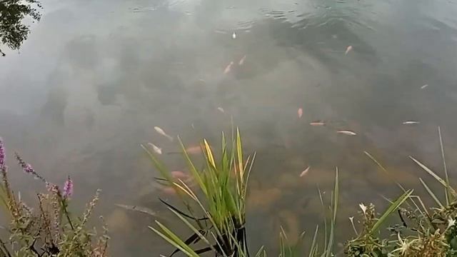 Красивые миксбордеры из цветов и хвойных растений в парке фортов. Кронштадт. Сентябрь 2023 г. смотреть онлайн