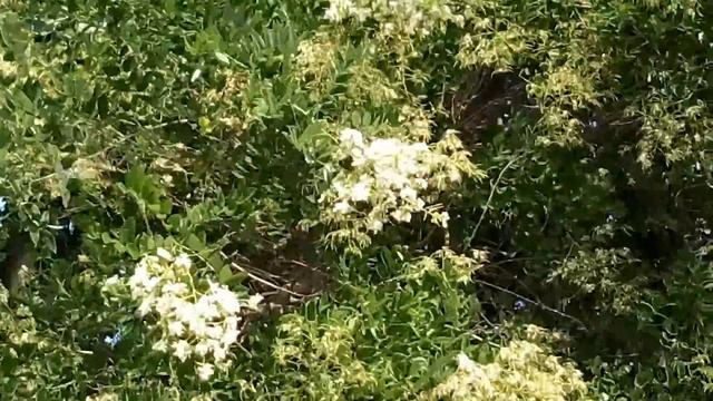 Цветение Сафоры в июле- августе. смотреть онлайн