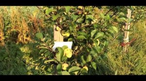 Яблоня сорт Коробовка Ранетка, Медуничка, Скороспелка  Ранние летние сорта яблонь