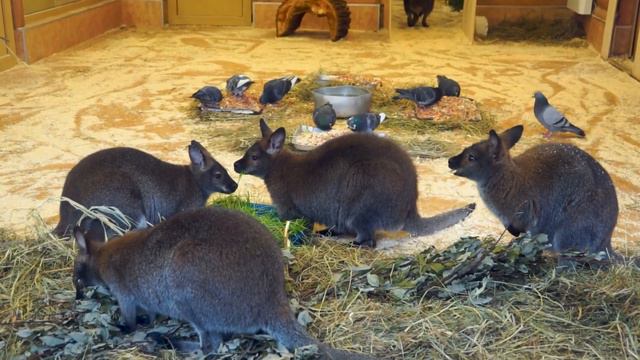 Большая семейка кенгуру обедает. Ленинградский зоопарк смотреть онлайн