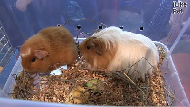 Морская свинка Внешний вид Повадки на ilikepet смотреть онлайн