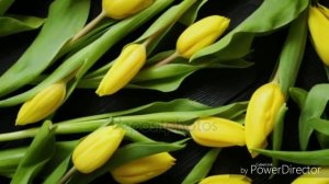 Наталья Королёва " Жёлтые тюльпаны "