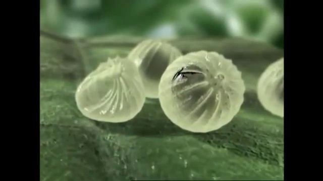 Проклейм применение инсектицида видео Сингента смотреть онлайн