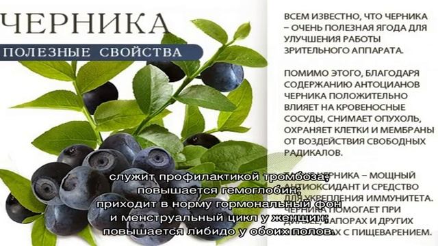 Съедобная водоросль — морская капуста, полезные свойства и противопоказания даров моря смотреть онлайн