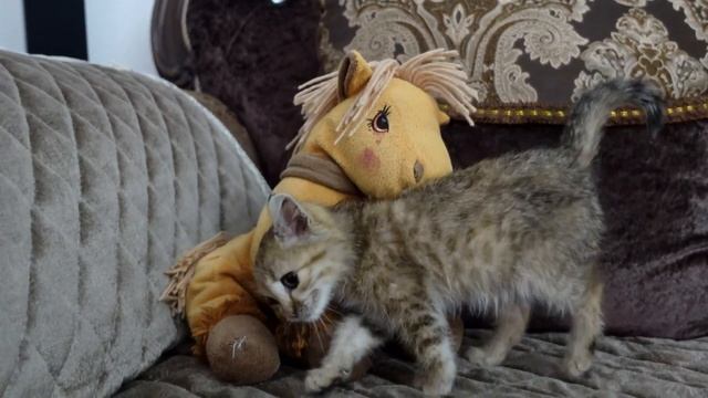 Котенок, спасенная из заброшенного дома. Первые дни в новом доме. смотреть онлайн