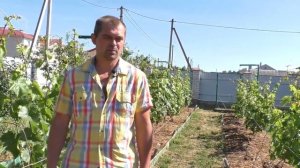 Виноград. О пользе мульчирования.