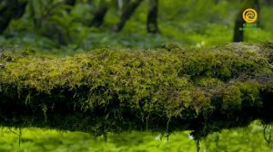 Планета джунглей / Jungle Planet Серия 20 Джунгли в океане / Jungles in the Ocean