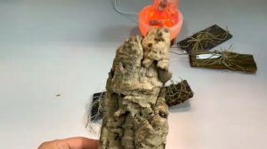 Орхидея Chiloschista -  уход полив и посадка .