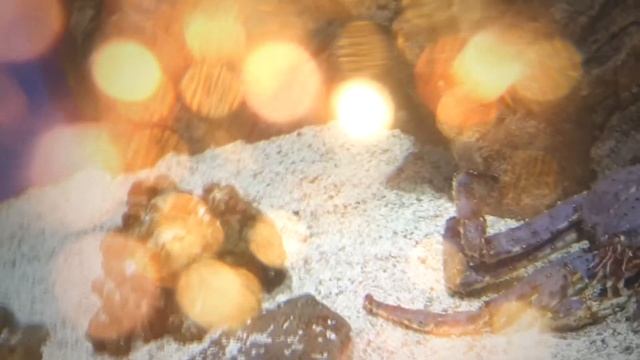 Большие камчатские крабы в Океанариуме смотреть онлайн