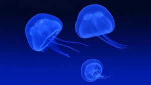 Интересно о медузах