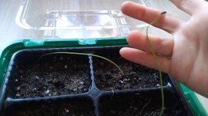 Шизобазис и бовея из семян. Динамика развития.