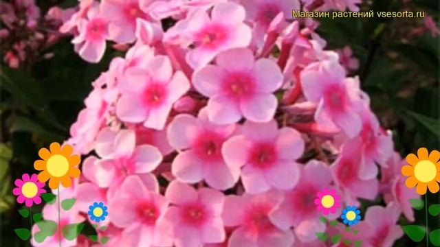 Флокс метельчатый Мисс Пеппер. Краткий обзор, описание характеристик, где купить рассада смотреть онлайн