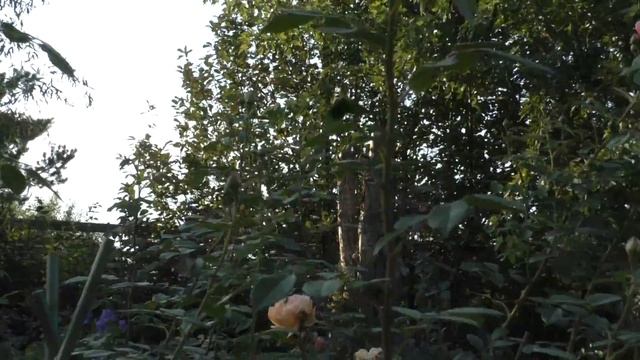 Розы нашего сада: Розариум Ютерсен, Спирит оф Фридом, Херитейдж. Обзор розовых кустов смотреть онлайн