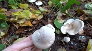 Говорушка (Рядовка) дымчатая (Clitocybe nebularis) - сомнительный гриб?