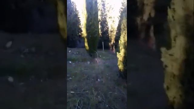 Обзор участка в Алуште