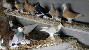 Агасиевские бойные голуби