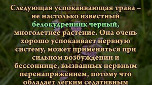 Травы для здоровья нервной системы