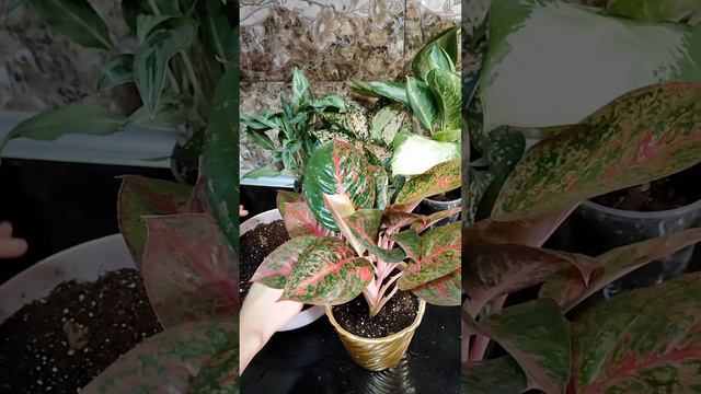 Aglaonema - Аглаонема!