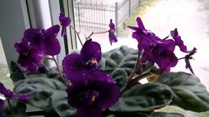 ФИАЛКИ (СЕНПОЛИИ): СЕКРЕТЫ выращивания! ?✨