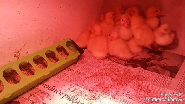 36 - ой, 37 - ой день инкубации индоутиных яиц/ мускусных уток. смотреть онлайн