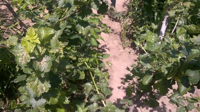 ?Ягоди йошти / Кущі йошти та порівняння ягід йошти з ягодами смородини та агрусу . смотреть онлайн