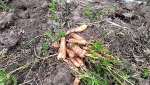 Как сохранить морковь до весны. Очень лёгкий способ.