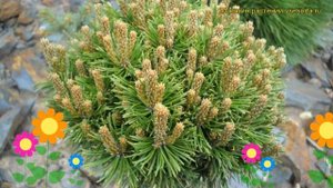 Сосна горная Марч. Краткий обзор, описание характеристик, где купить pinus mugo March