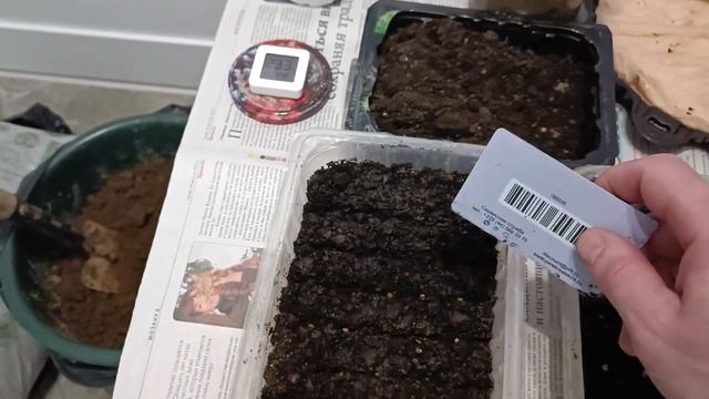 Посадка семян томатов и перцев на рассаду. Сорт томатов " Метелица " и " Золотые яйца" . смотреть онлайн