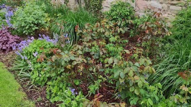 Знайомство з новим садом! Особливості та основні помилки догляду за трояндами ! смотреть онлайн