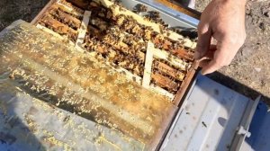 Пчёлы в сентябре. Разное.  19.09.2020