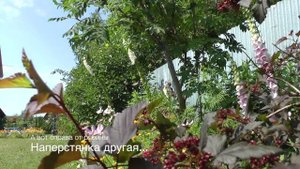 Наперстянка