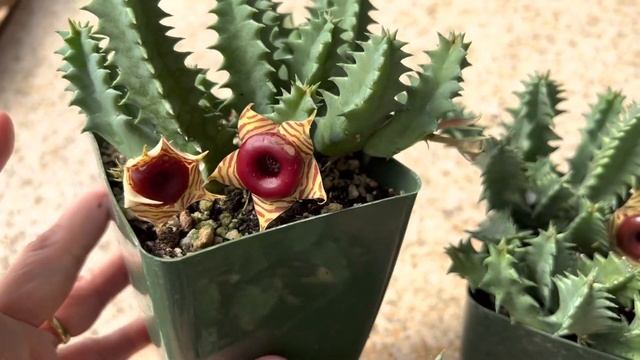 Unusual and multiple blooms: Huernia zebrina "Lifesaver Plant" ??? смотреть онлайн
