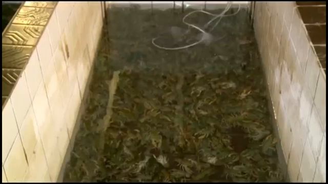 Продажа и доставка раков по Москве и Московской области смотреть онлайн