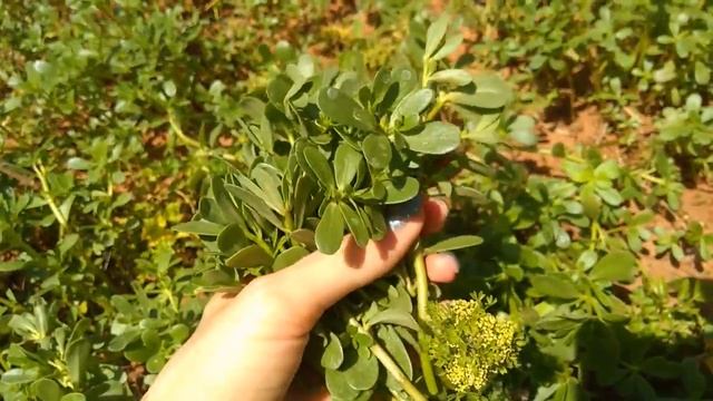 Собираю ПОРТУЛАК огородный ♥ Салат с портулаком ♥ Кипр смотреть онлайн