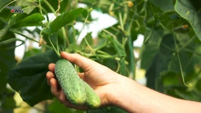 Уже Жалею Что Опрыскала Огурцы Этим! Весь Дом И Дачу Завалила Огурцами Некуда Девать! Кефир Огурцам