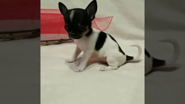 Продажа щенков чихуахуа, Джек Рассел, шпиц смотреть онлайн