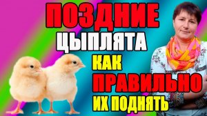 Поздние цыплята. Как правильно содержать и кормить для хорошего роста.