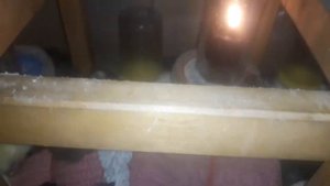 Что делать когда вылупились цыплята ,а свет отключили? Снято 24.02.2020 с 15:00 до 18:30