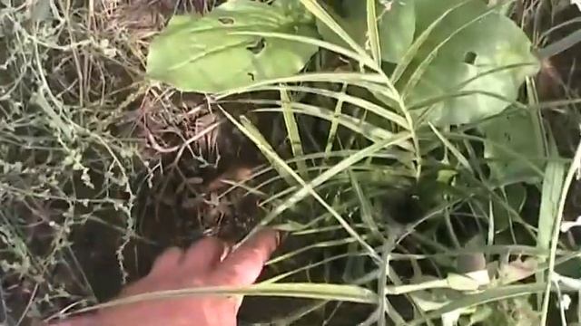 Наши финики 15 октября смотреть онлайн