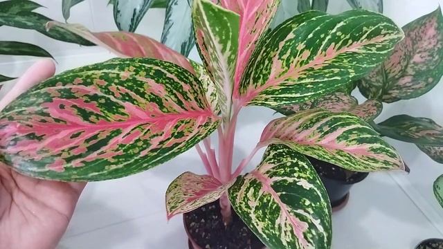 Обзор моих аглаонем/ Аглаонемы в апреле/ Комнатные цветы смотреть онлайн