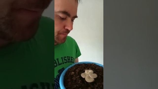 Выращивание Вешенки дома