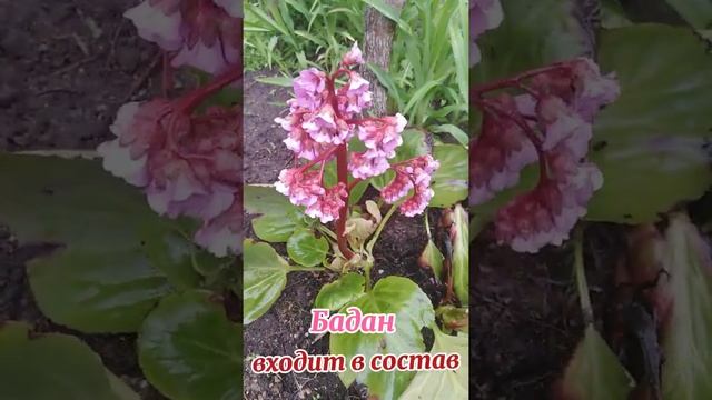 Вечнозелёный бадан  или бадьян, красивый стрелочник.