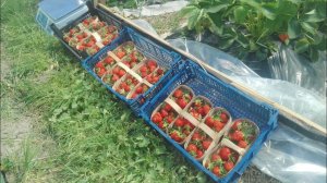 Сбор урожая клубники в балаганах.