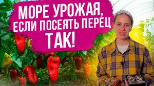 Что нужно знать о выращивании перца в торфяных таблетках? Самый эффективный способ выращивания перца