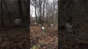 Дикая природа. Кабанчики едят жёлуди! Какие милые! Пока кабанчики!