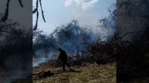 Сохраним старый, добрый плодовый сад. Смоленская область, Тёмкинский район.