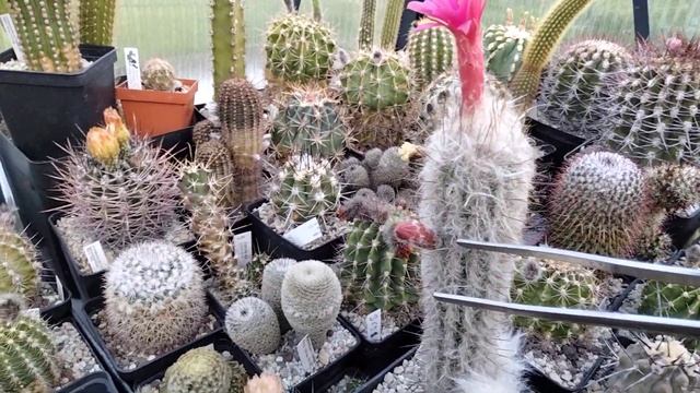 РедкиеКактусы.Дон Хуан.Эхинопсисы.Астрофитумы.Моравеция.Виды кактусов.Kakteen.
