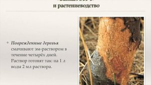 Восстановление плодородия почвы. Байкал ЭМ-1